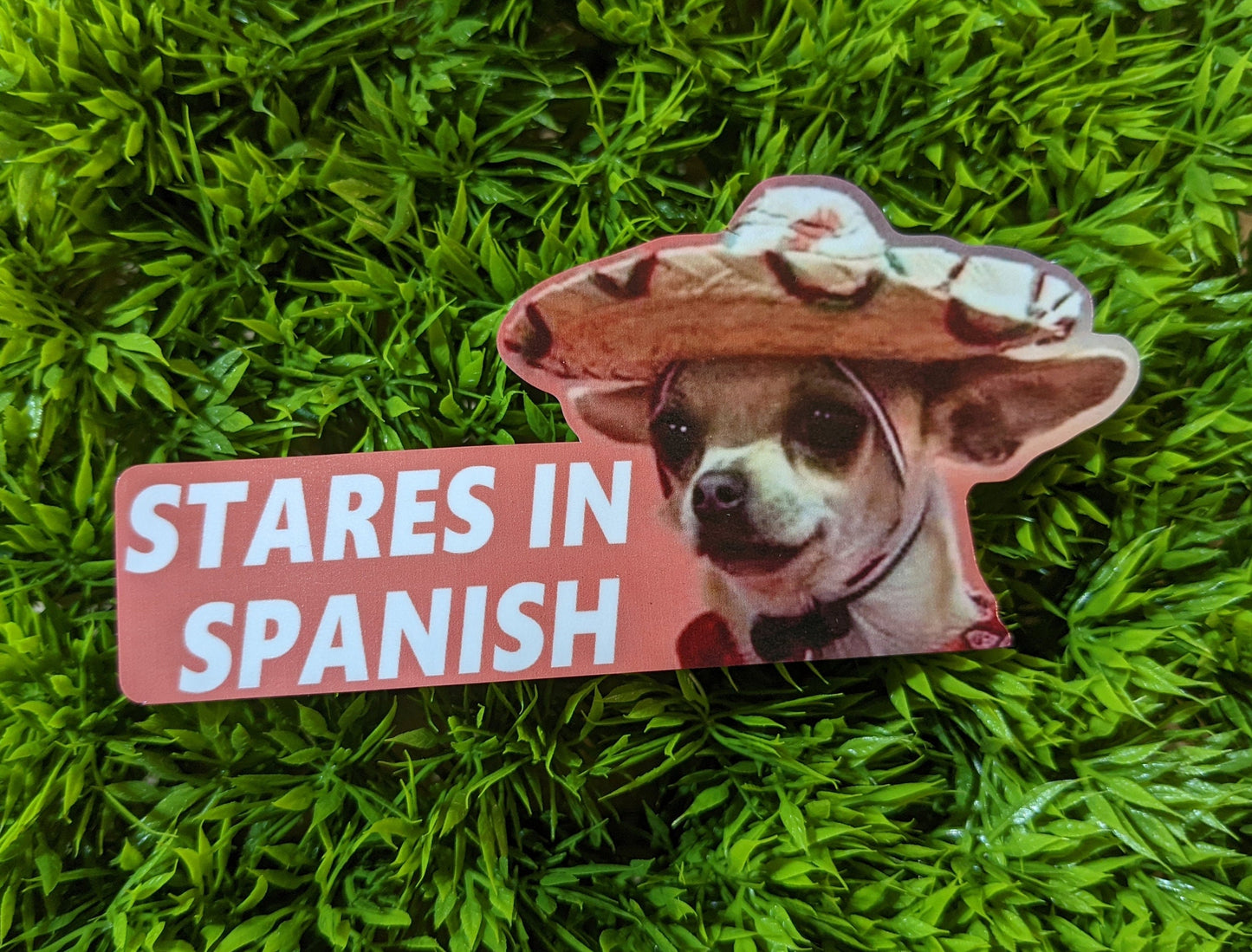 Stares In Spanish Chihuahua Meme Sticker Decal